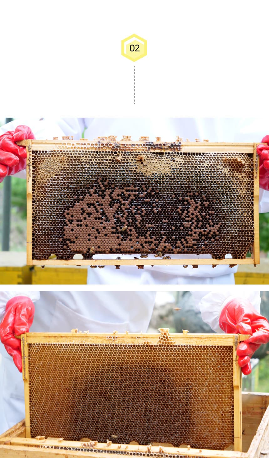 벌꿀 생산 과정 2단계 - 가공